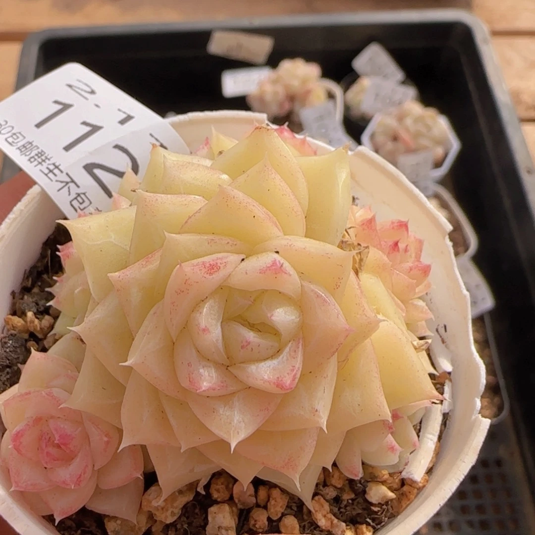 白天鹅麦秆群一颗脱土