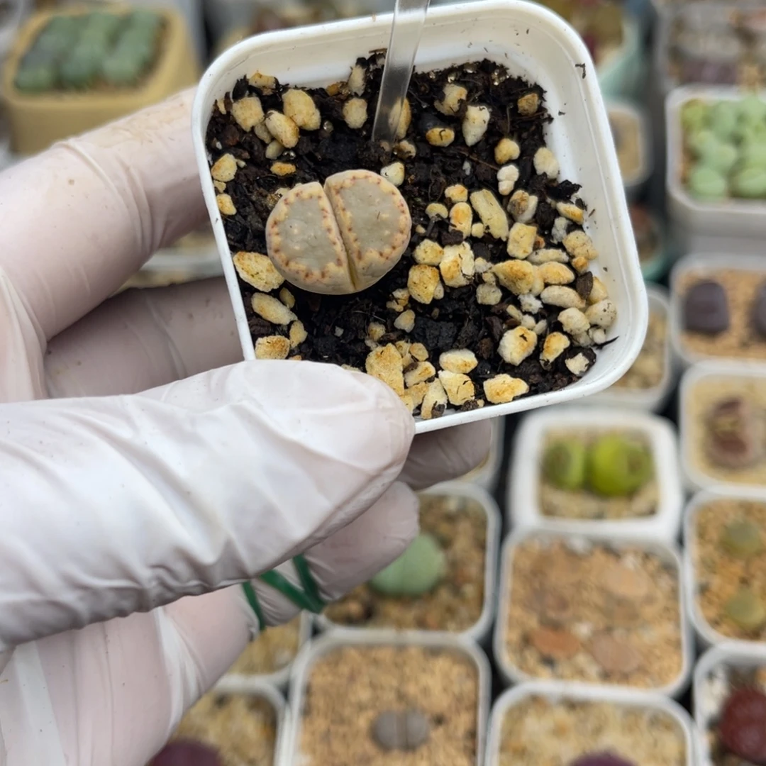 多肉植物一物一拍160