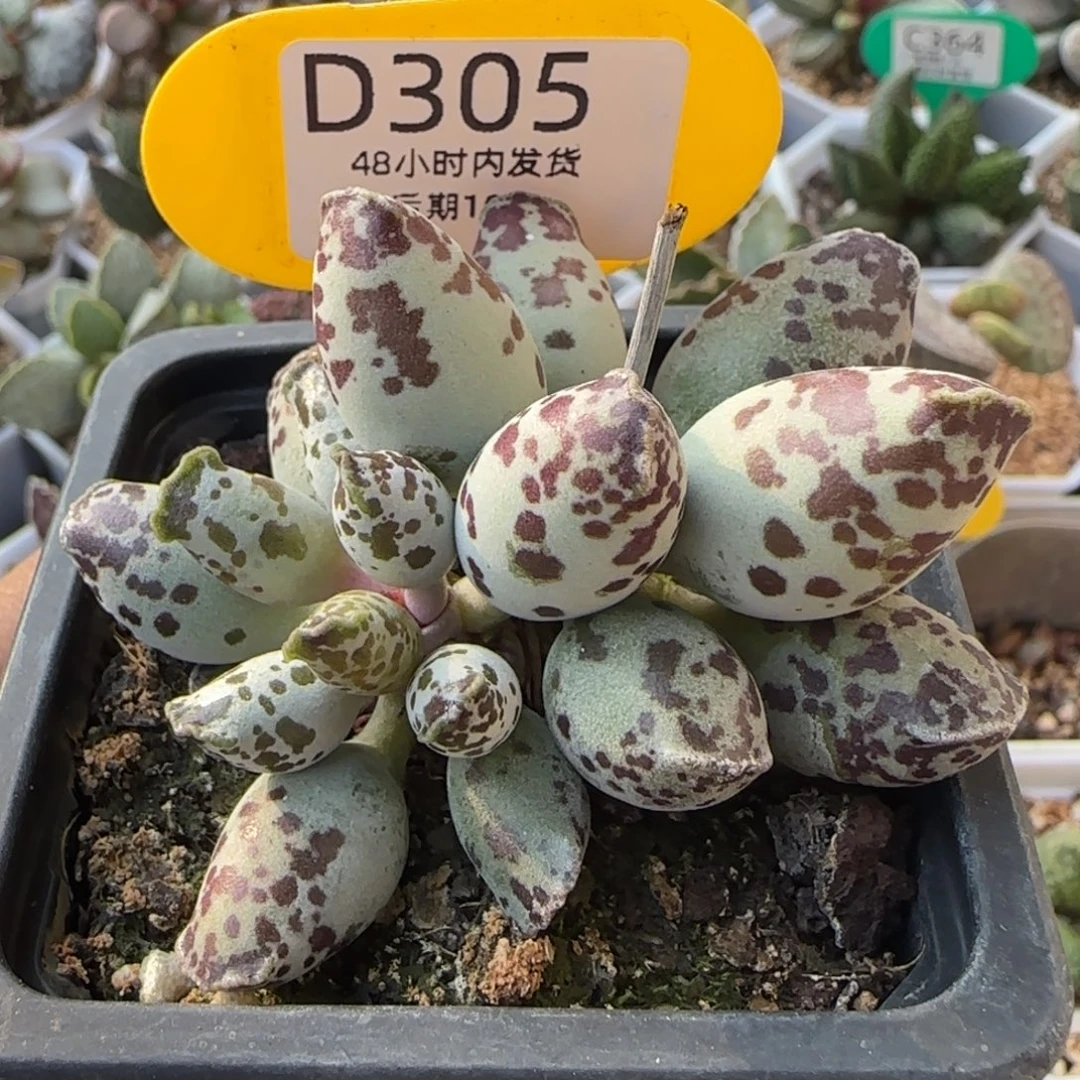 特白肌海豹0。      305