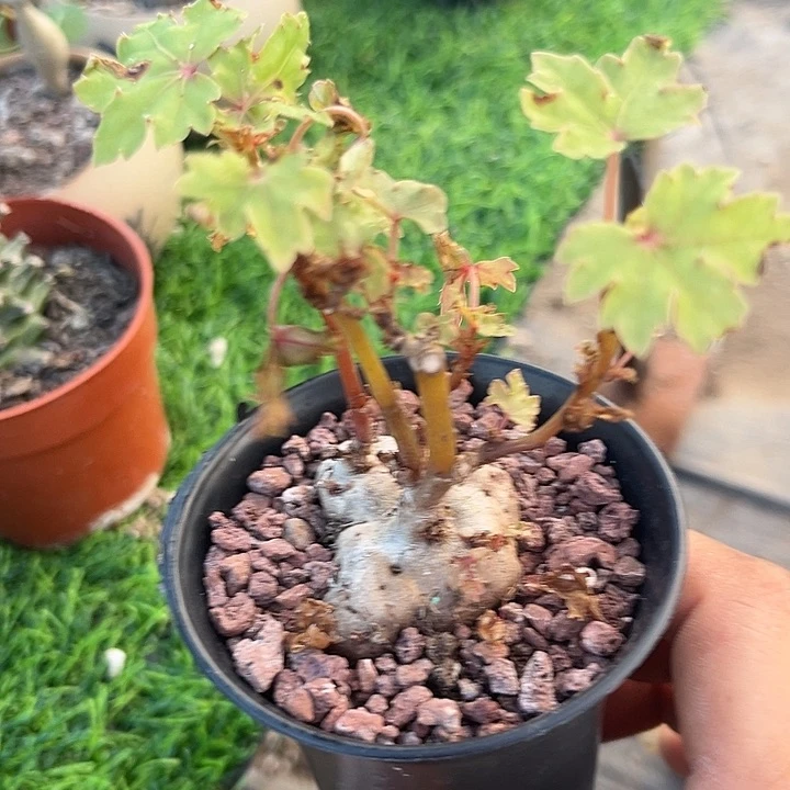 块根秋海棠一物一拍