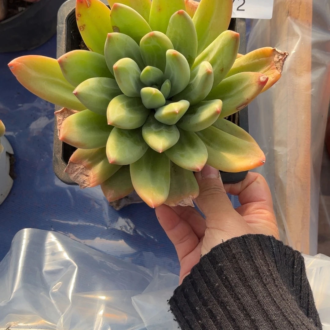 472海洋之歌多肉植物