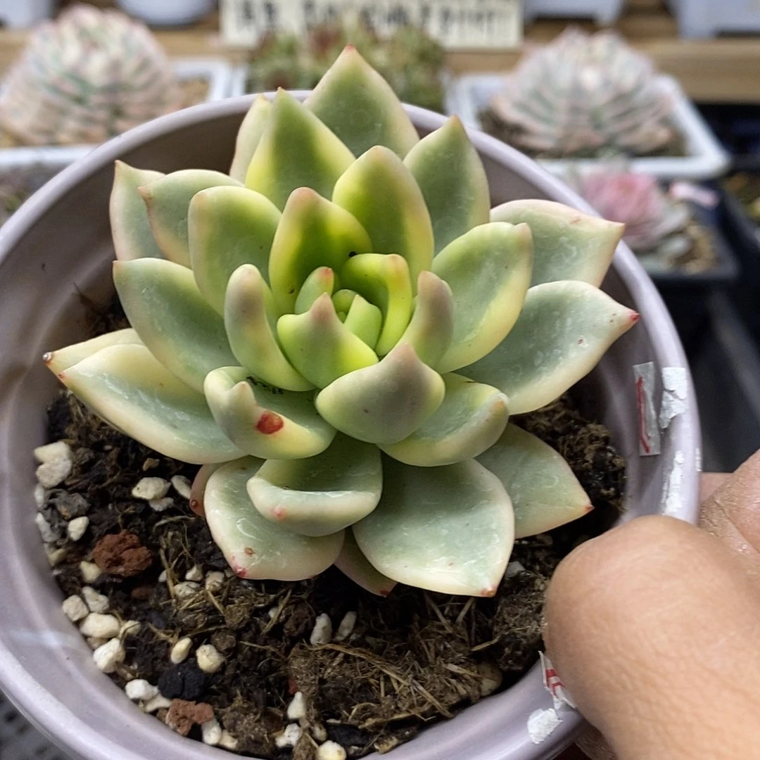 1872 祝之松锦多肉