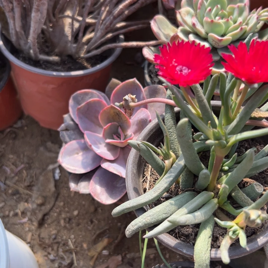 树****蚁多肉植物红花奔龙