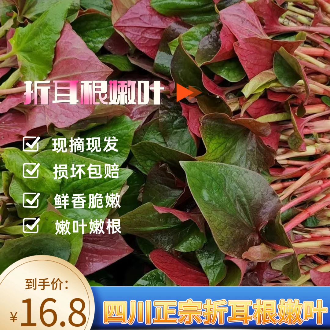 新鲜四川夏季折耳根嫩叶现摘现发美味可口折耳根鱼腥草新鲜