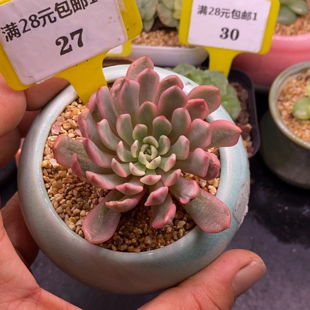 127红宝石富轮锦……