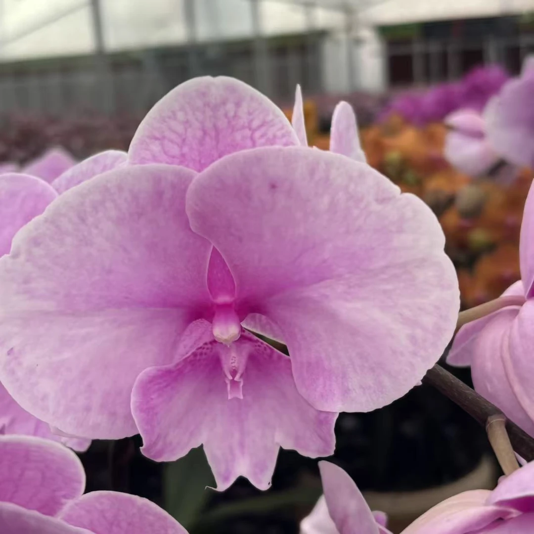 (迷雾)蝴蝶兰花卉鲜花高级观花卉