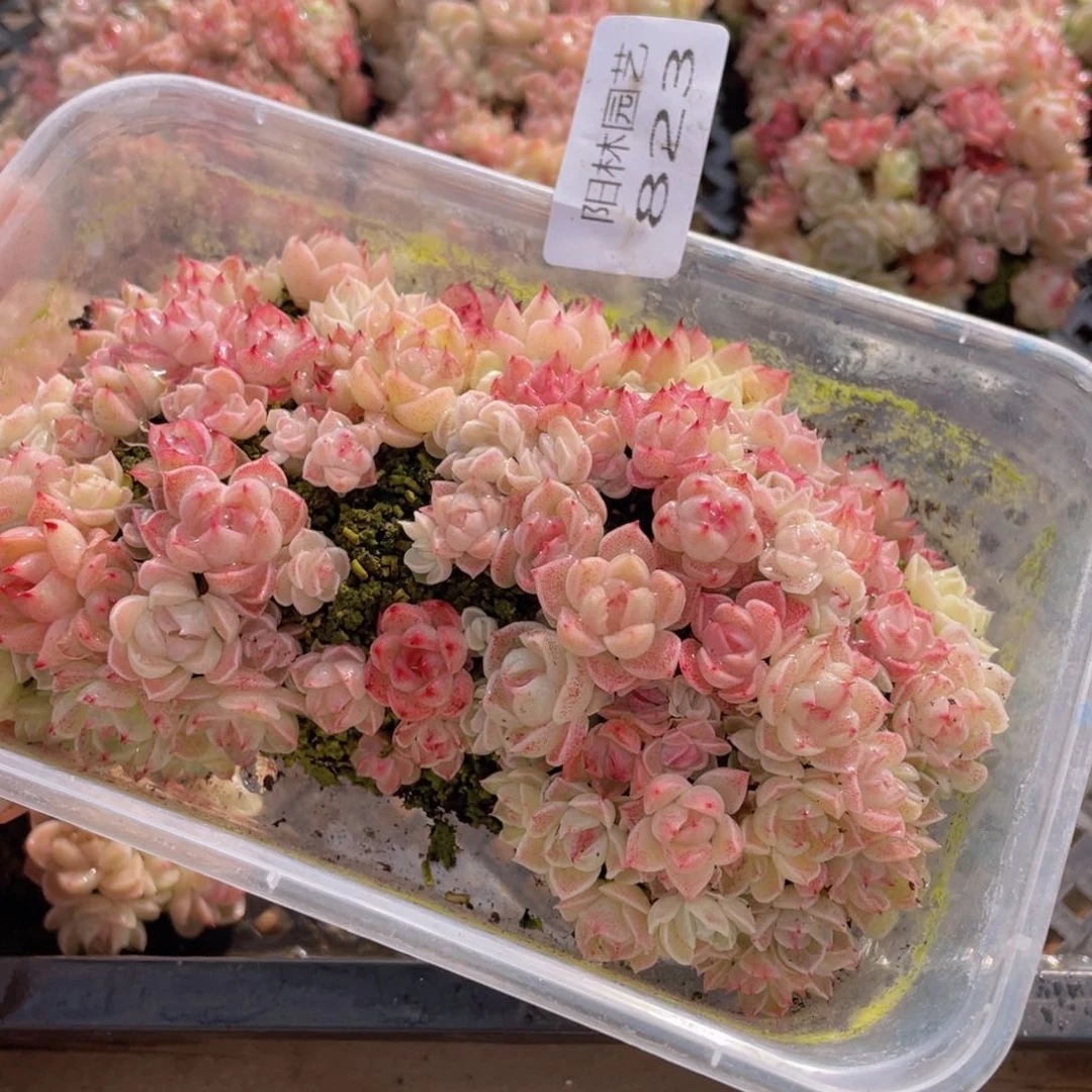 多肉植物多肉植物823