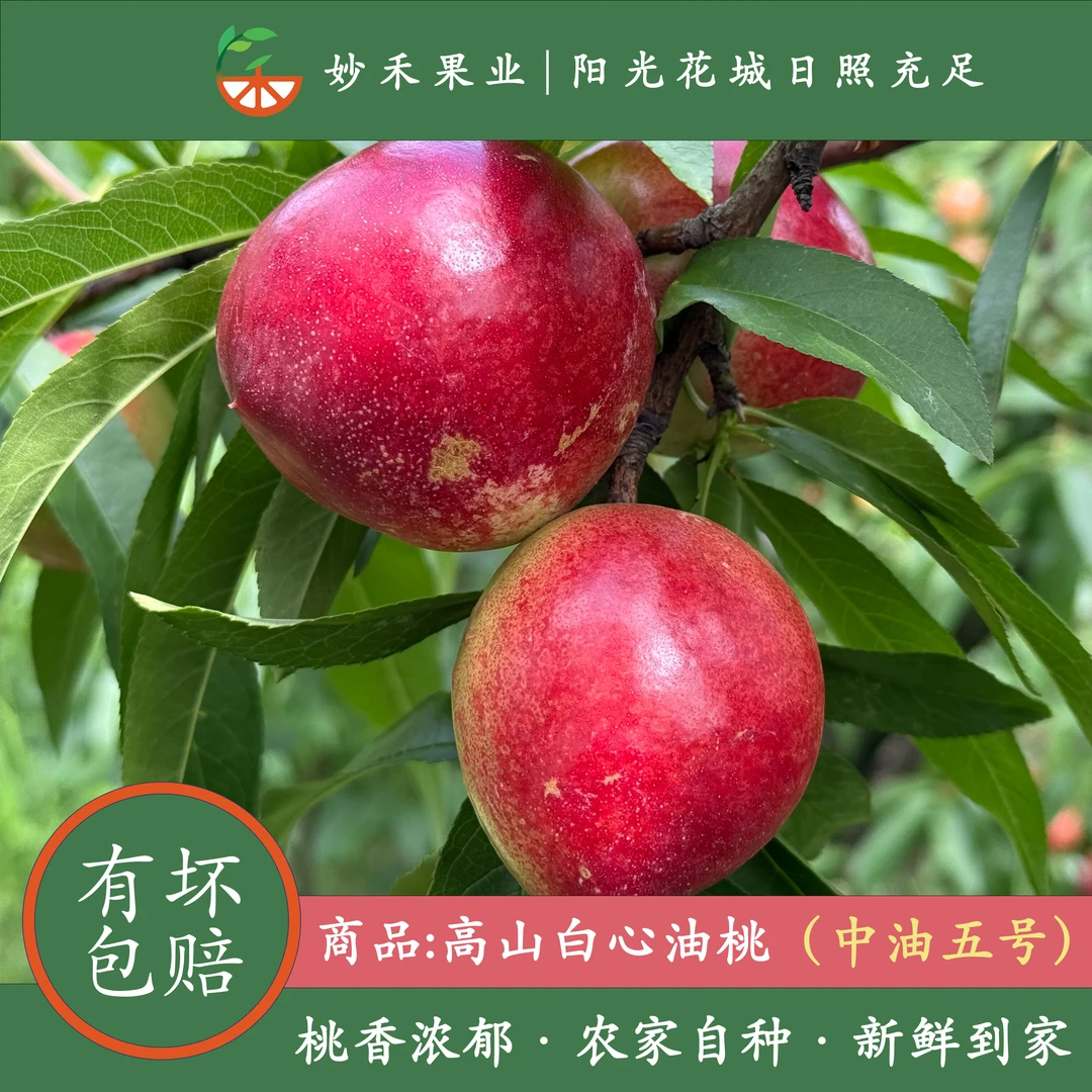 【5折福利】高山油桃中油五号
