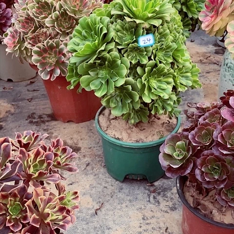 翡翠多肉24号法师多肉法师