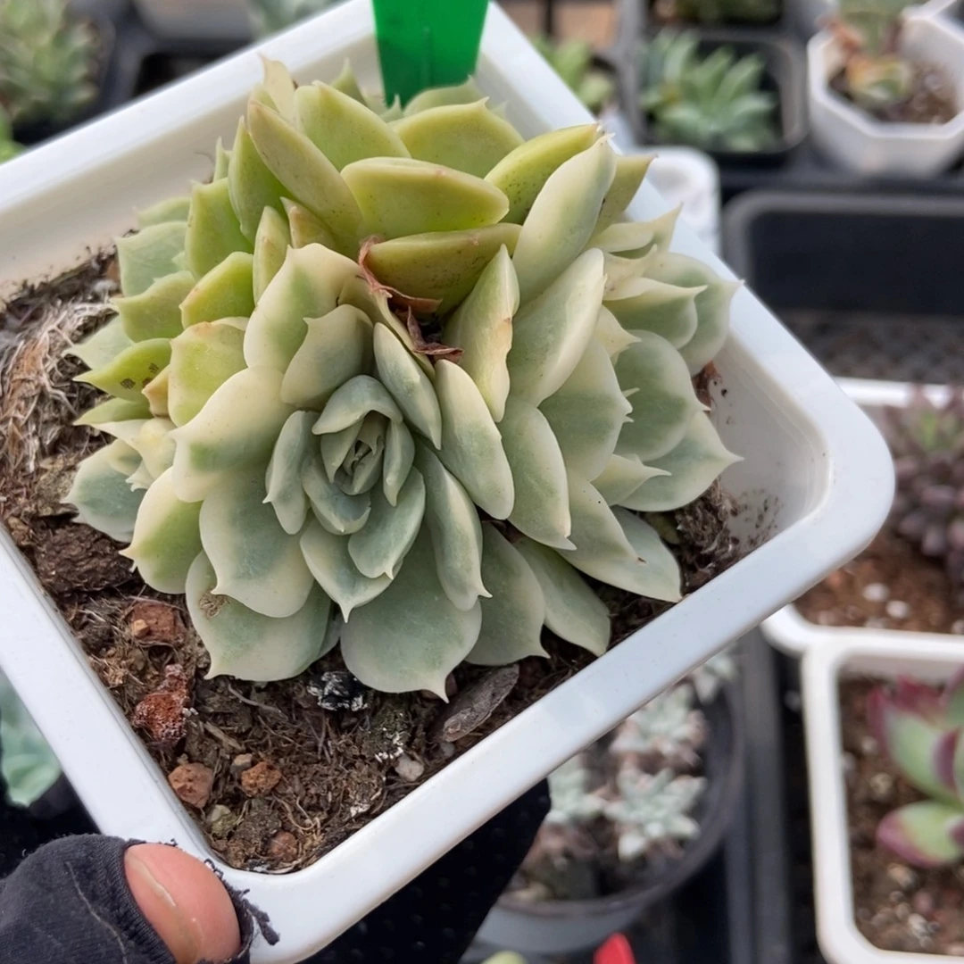 975昂锦多肉植物多肉