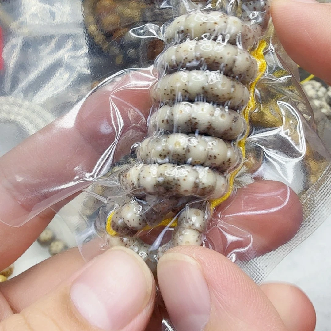 星月菩提手串31动地卡姿兰大眼睛星月菩提7大肠108