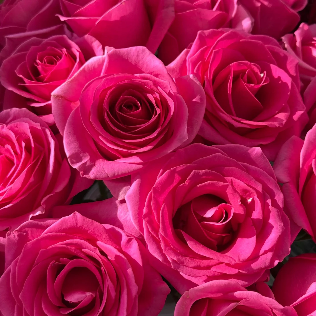 （绿光玫瑰）彩-克里米亚10支！三件顺丰空运20%不售后