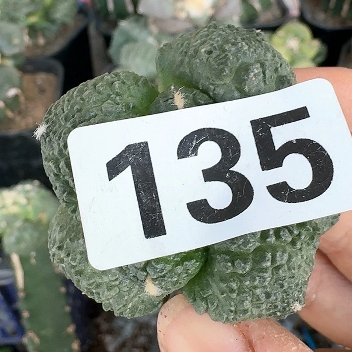 【闪购商品】无花朵钱*满连山怒135