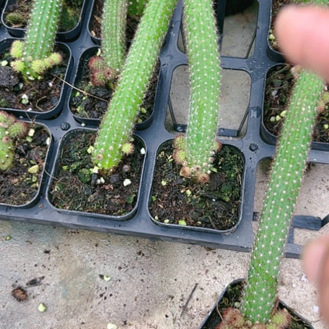 【闪购商品】橙花金妞
