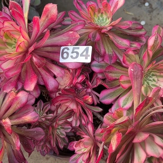 历**运多肉植物一个有砍