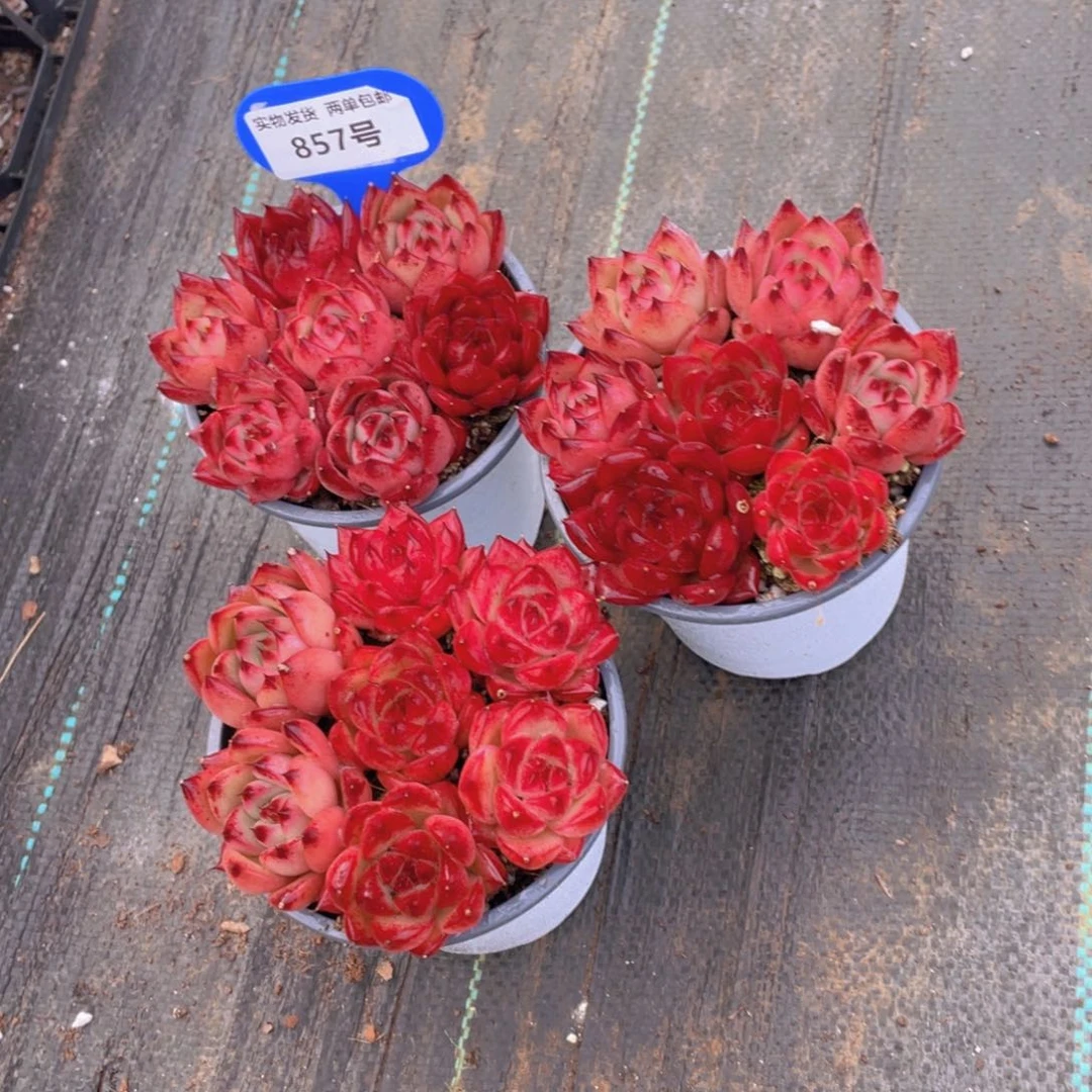 857号 全状态罗密欧血罗拼盘七个