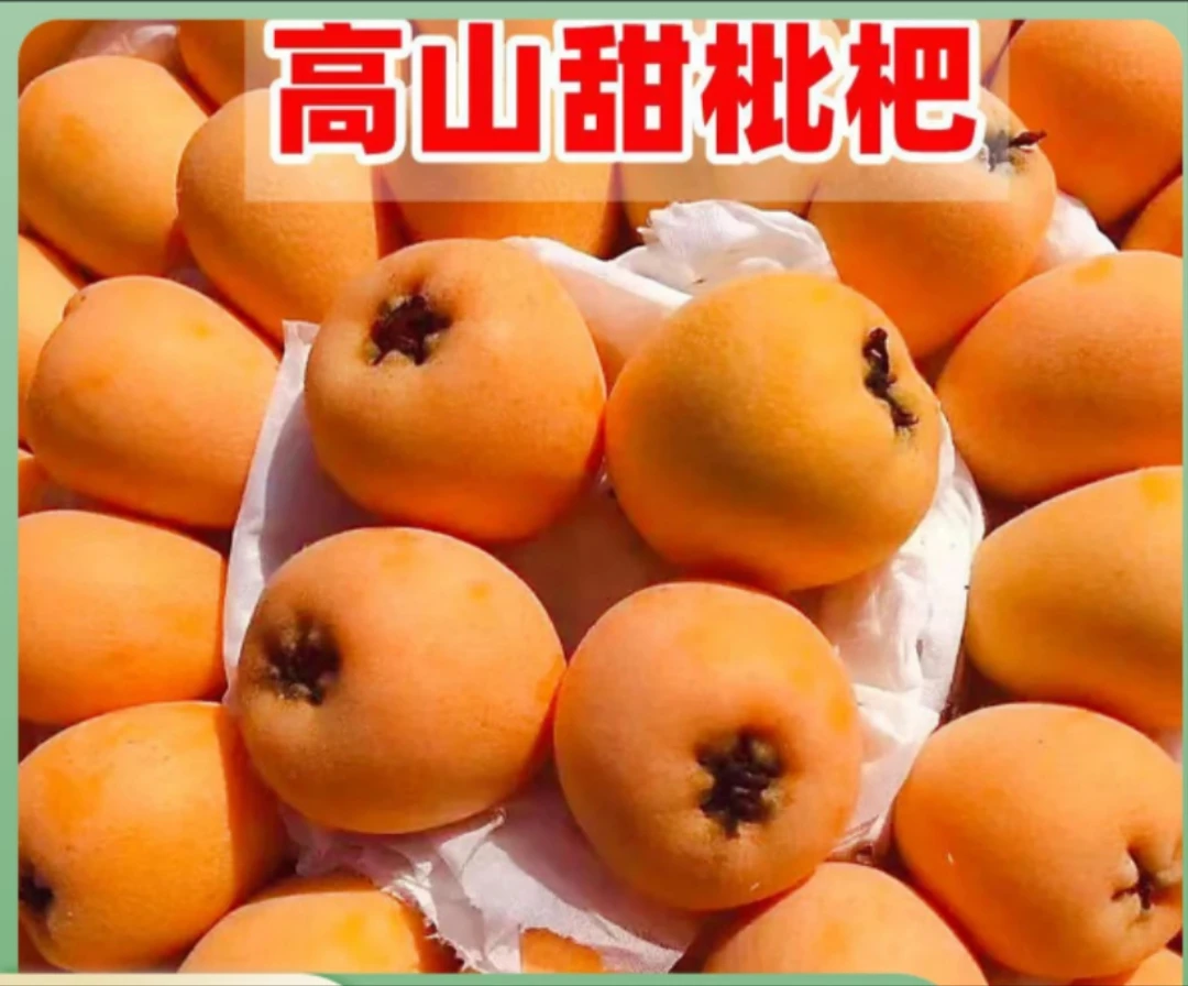 《顺丰包邮》四川高山五星枇杷当季新鲜爆甜多汁水果农村枇杷大五星