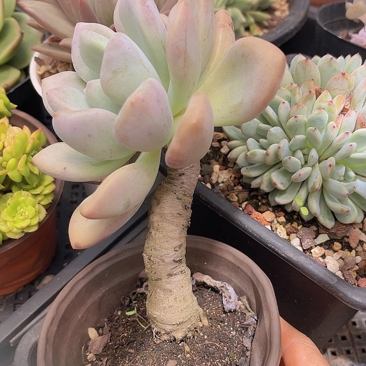 奥普1501多肉植物