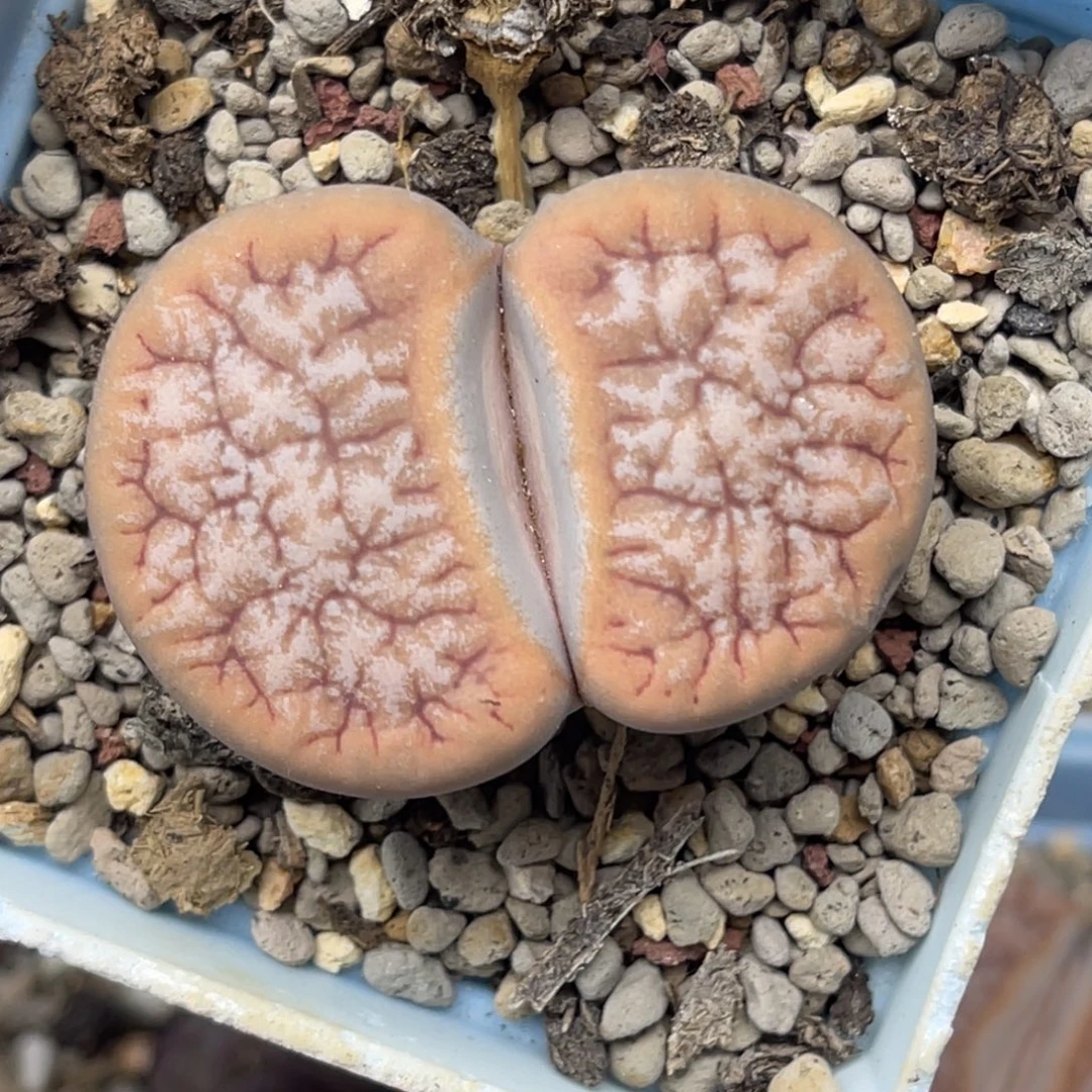 0173红咖线拿铁母本一颗尺寸4.2