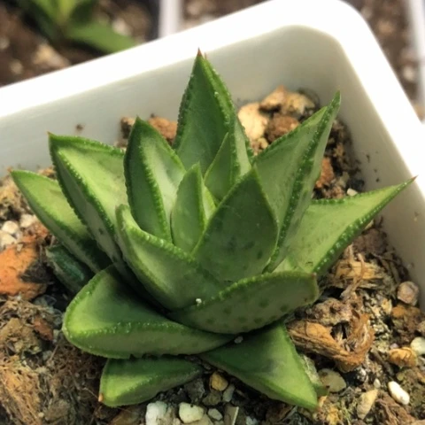 白肌赤耳带盆发货哈哈