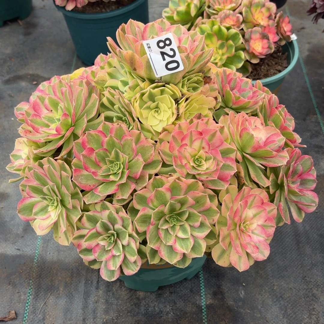 820超大雨河多肉植物发货