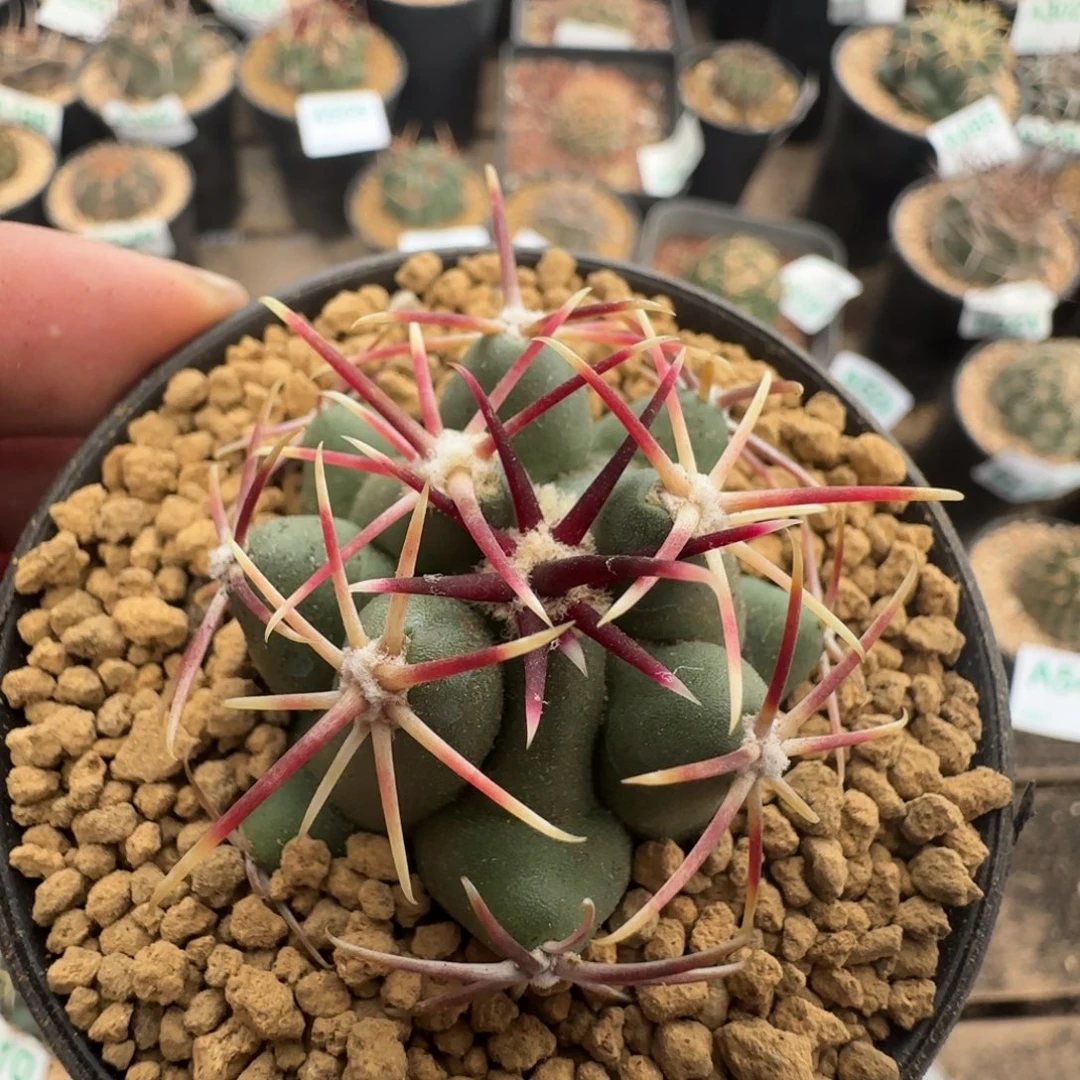 大红鹰 实生仙人球555