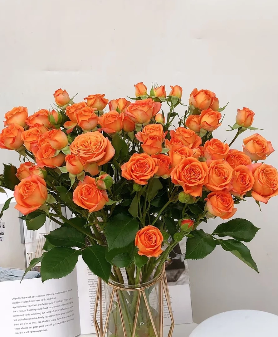 次日达多头泡泡玫瑰鲜花橙色芭比云南直发鲜切花教师节顺丰发货