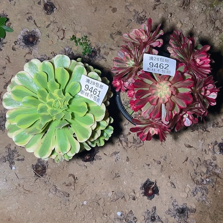 苯***苯9461 9462两颗多肉植物