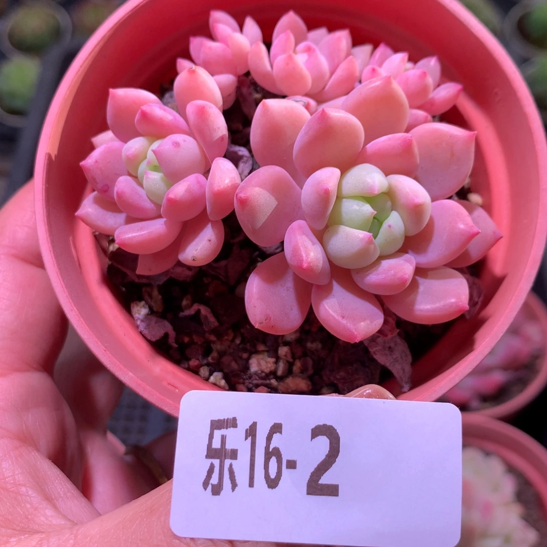 乐然16-2 洛丽塔