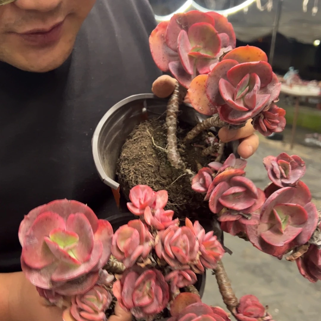 玫瑰秀妍整桩整群两盆