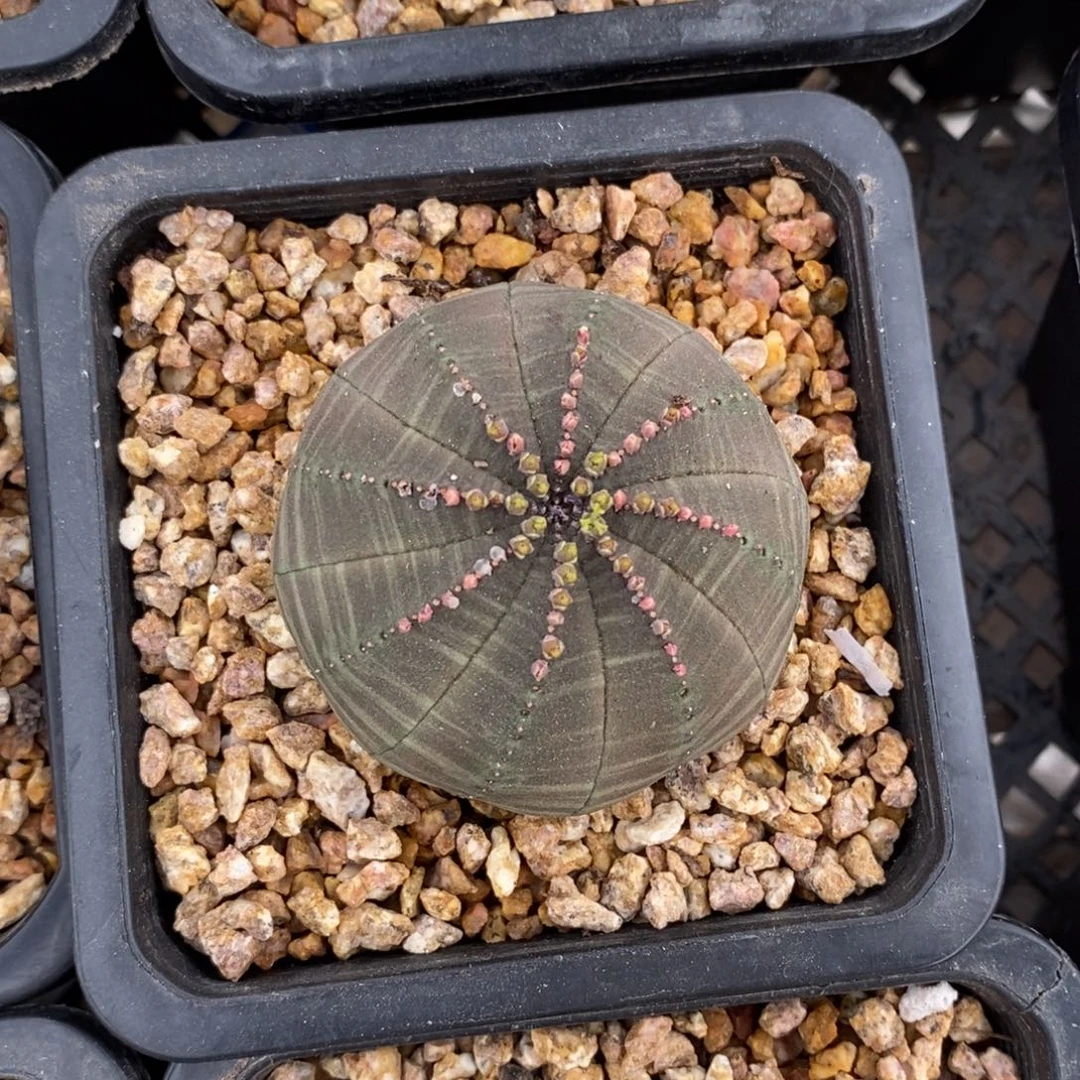 15 欧系实生布纹球多肉植物