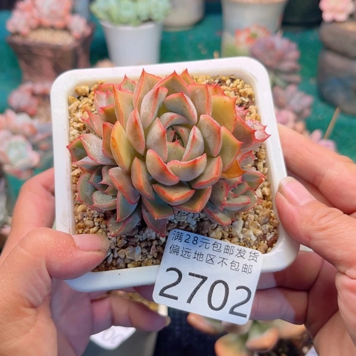 大2702，xvxvvbbbb