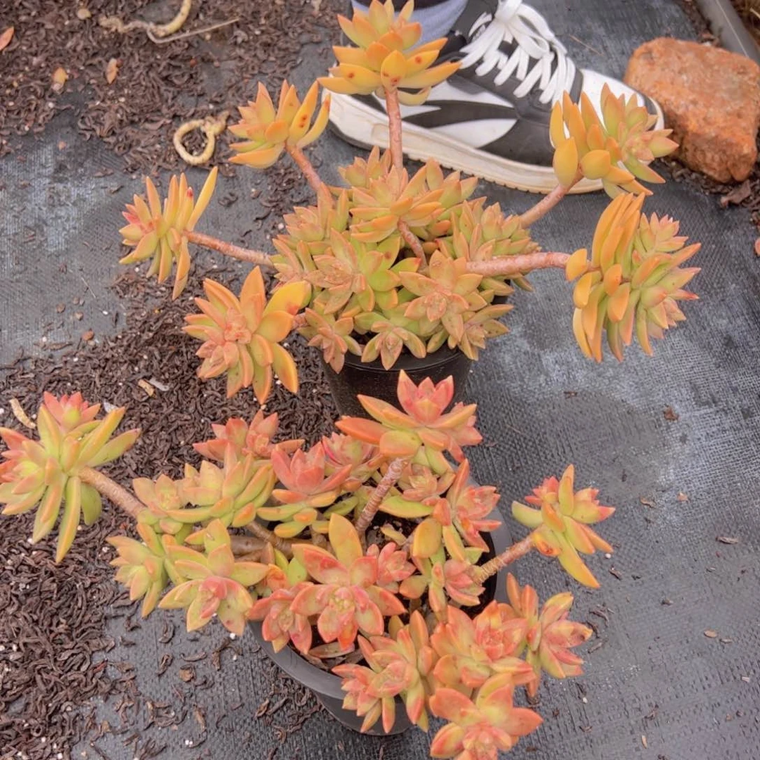 黄金布丁大盆整装两盆