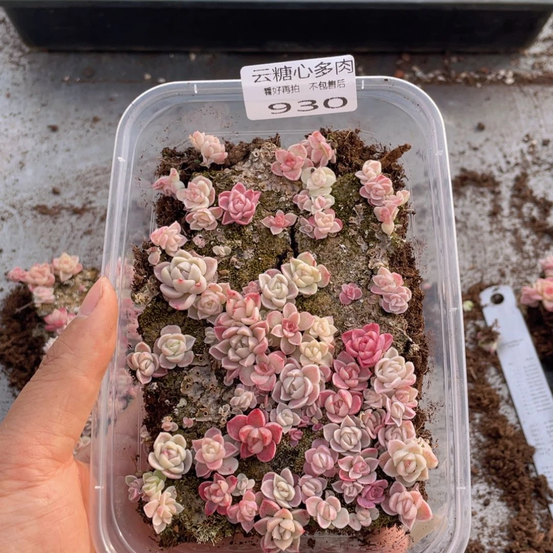 云糖心多肉植物930