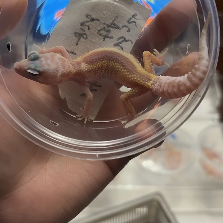 豹纹守宫雪花反直线川普母温大苗