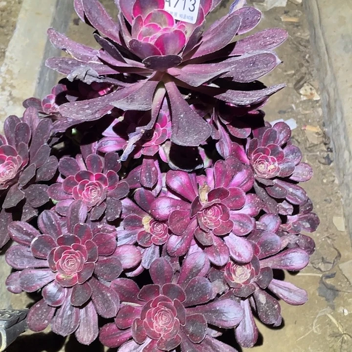 陈*多肉植物法师713箱奶儿