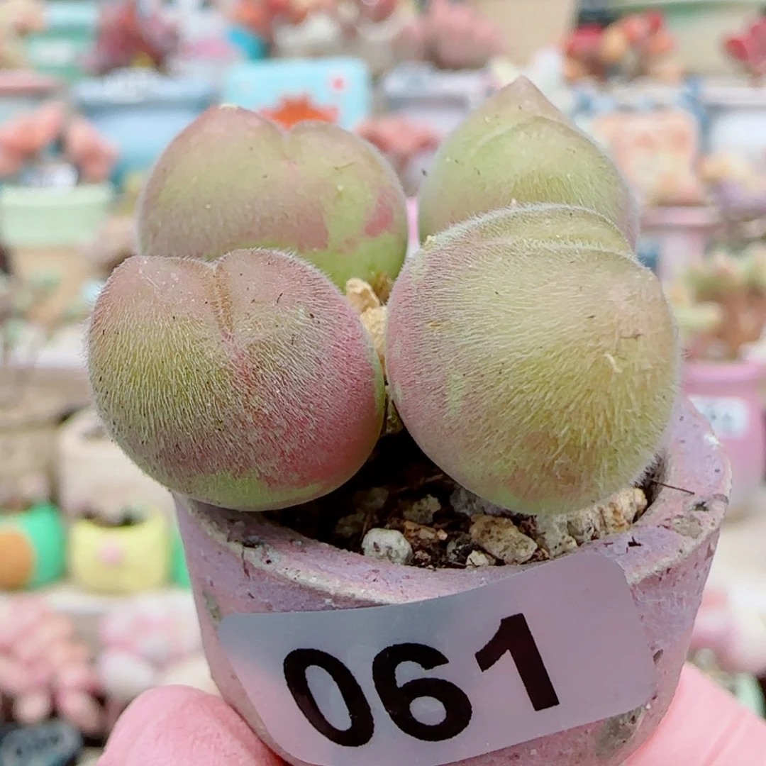 圆滚滚可爱毛翠 盆口2.5cm