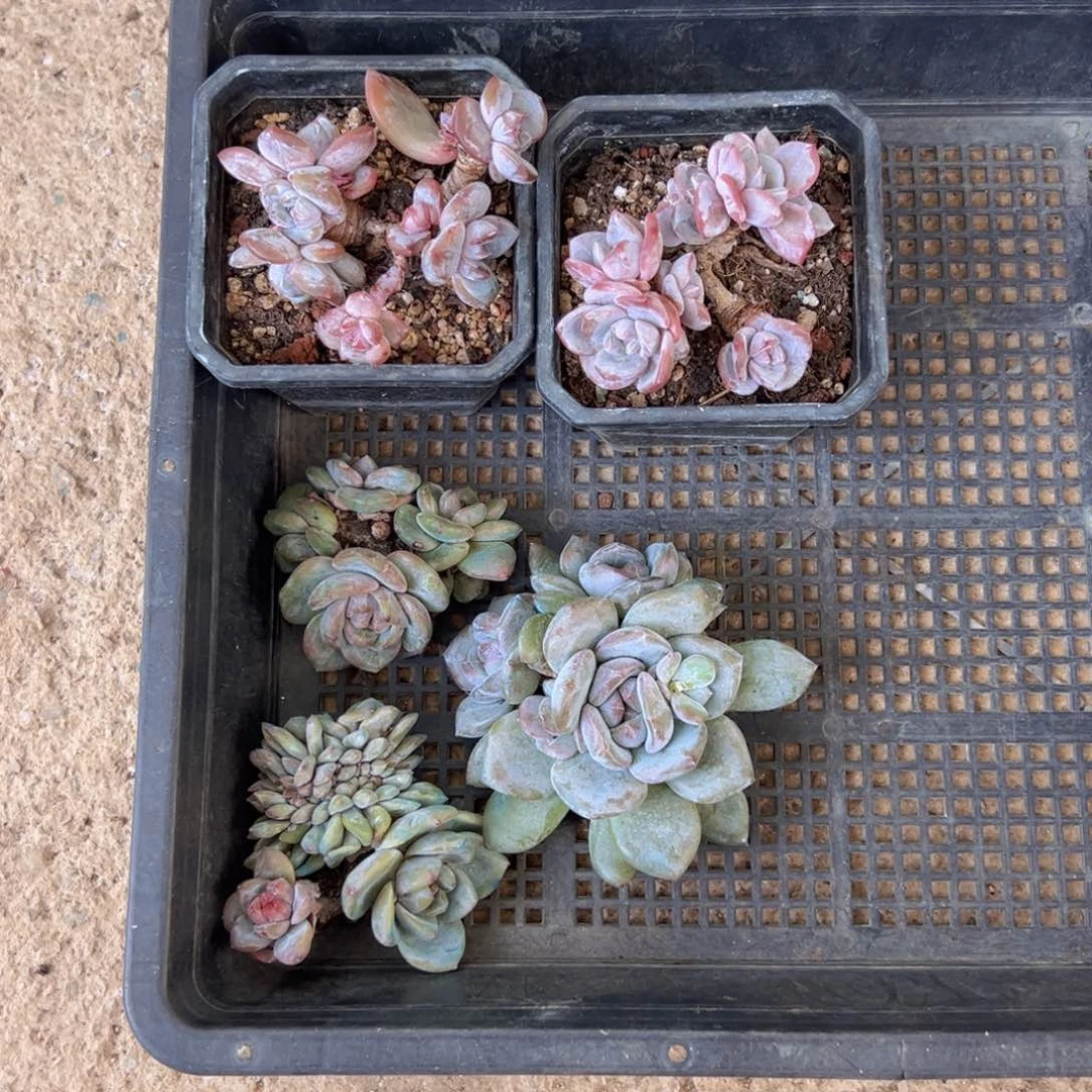 菲*猪新年快乐 新年快乐