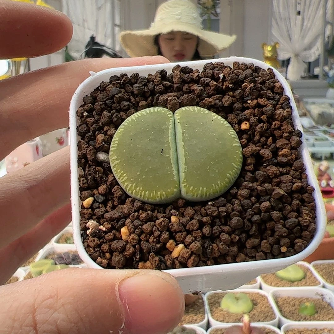 【闪购商品】53 绿光阳