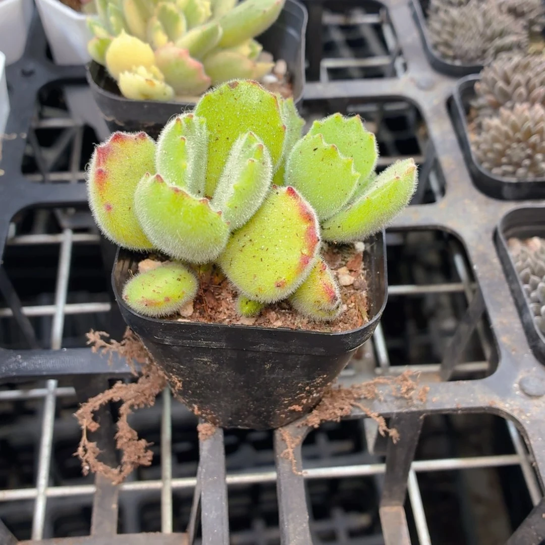 绿熊多肉9.9包邮发货