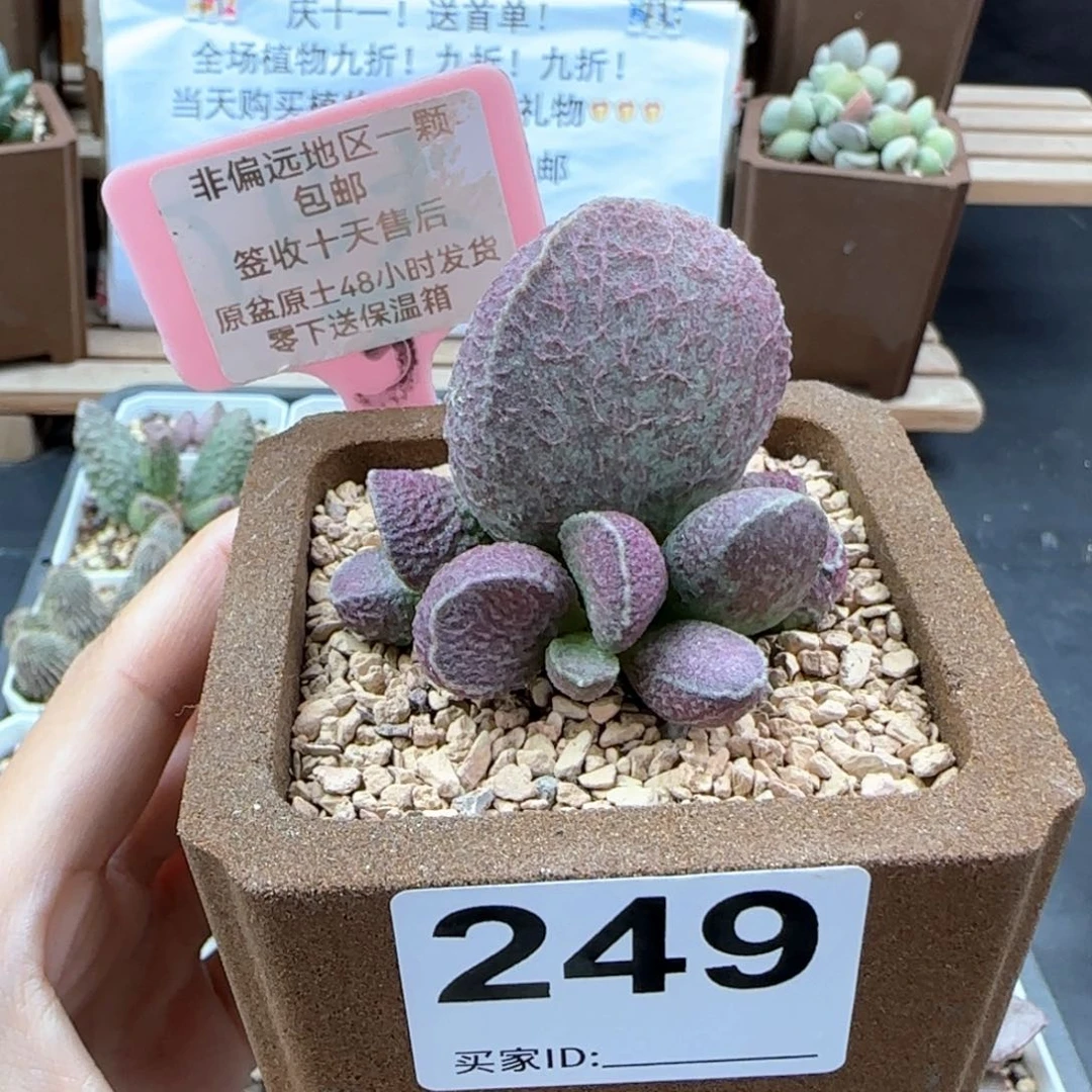 249哈莫猪肝多肉