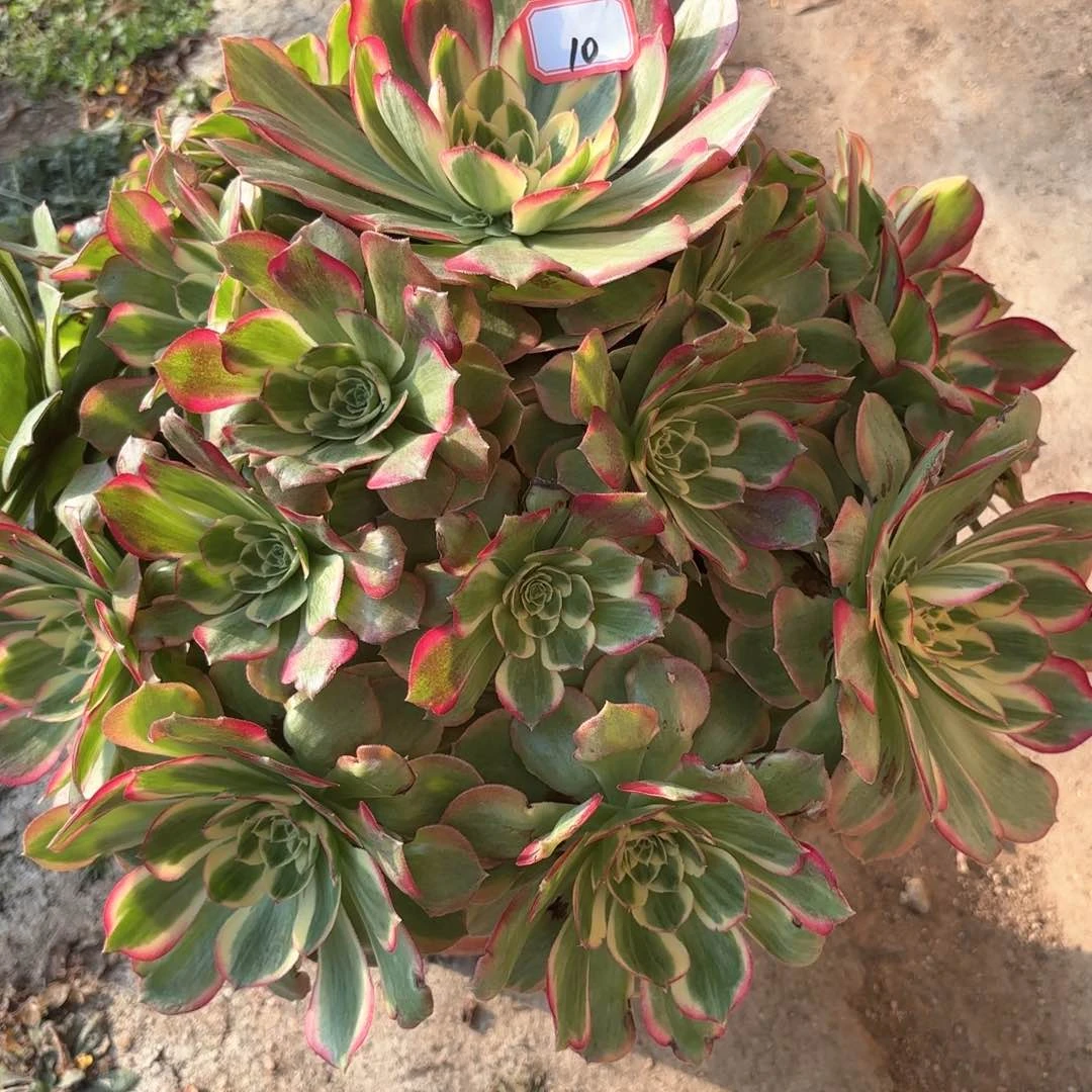 全部花朵h*10千玺多肉植物