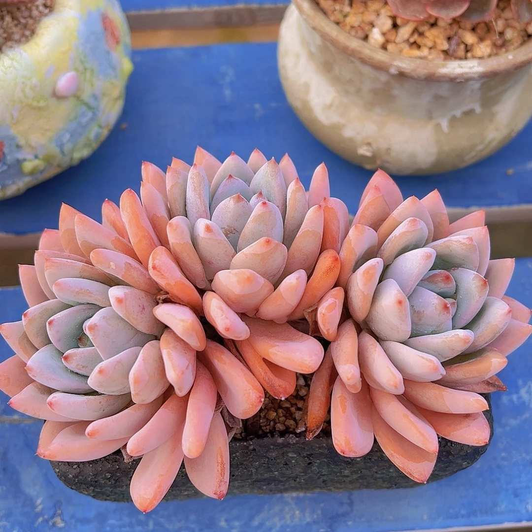 峥**妍星星雪，多肉植物