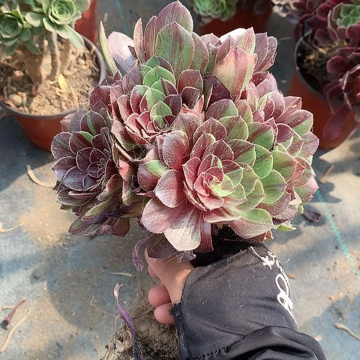 L****?582花月夜多肉植物