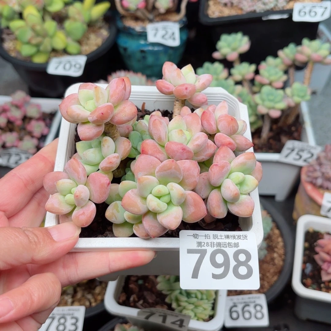红洛神无盆土发货