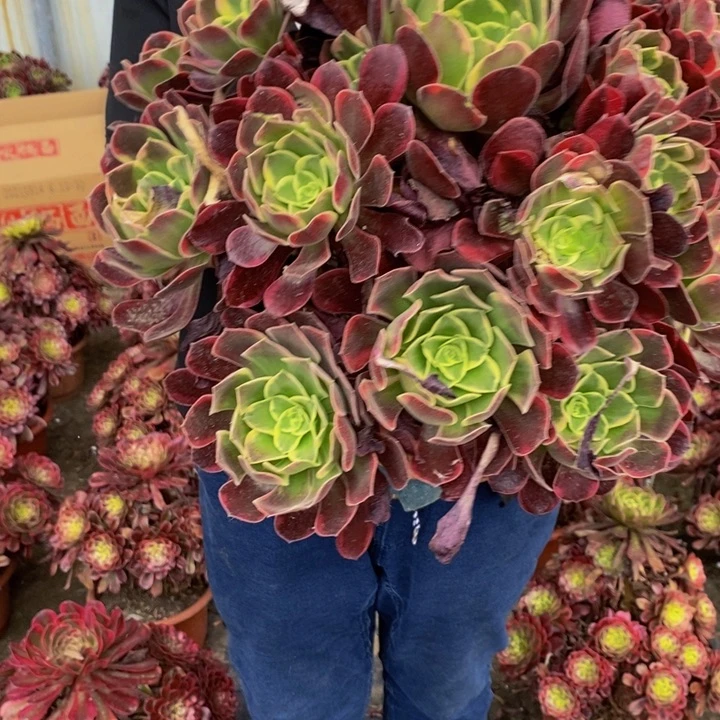 金丝雀一颗多肉植物