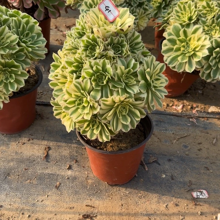 41迈巴赫多肉不包售后