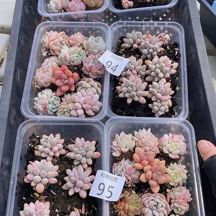 93-95 多肉植物盆栽花卉
