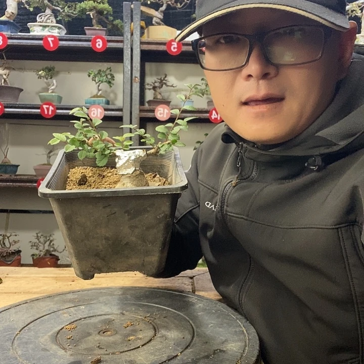 今***树无花朵小小的榔榆一个