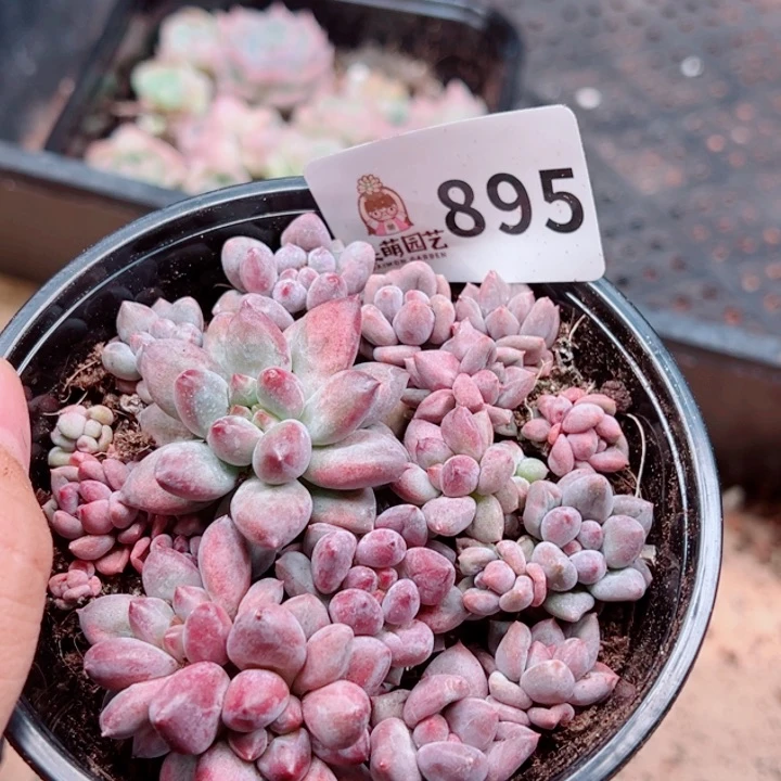 多肉植物多肉植物